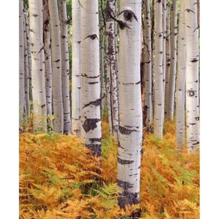 Artificial White Birch Tree