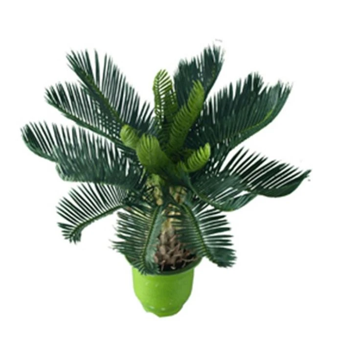 Silk Sago Cycas Tree