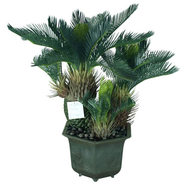 Silk Sago Cycas Tree
