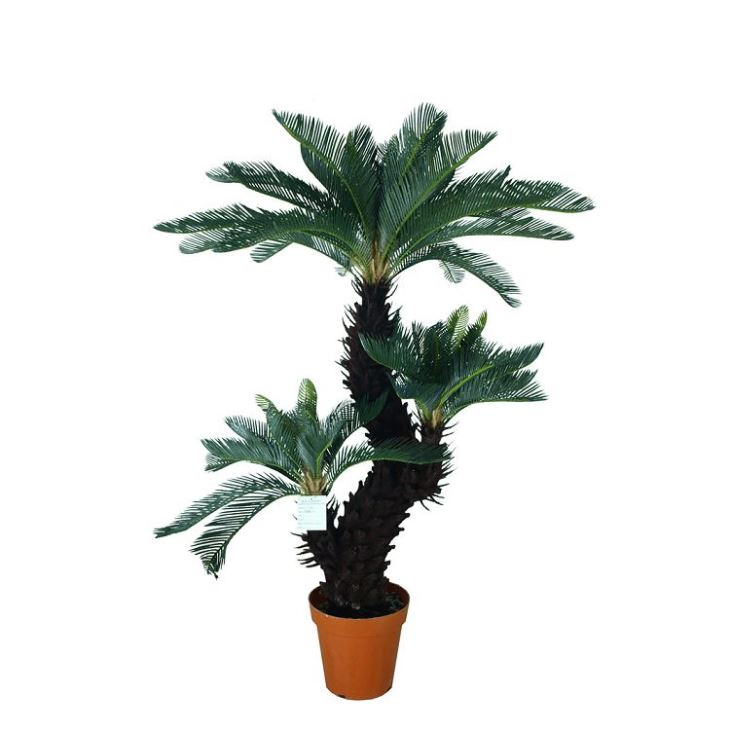Silk Sago Cycas Tree
