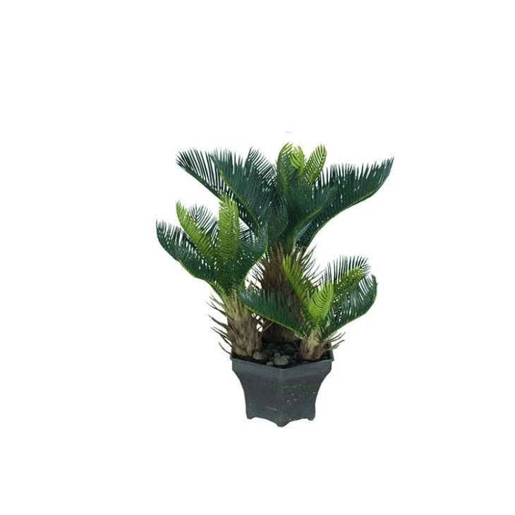 Silk Sago Cycas Tree