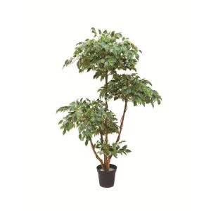 Yillik Ficus daraxti