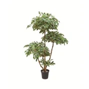 Yillik Ficus daraxti
