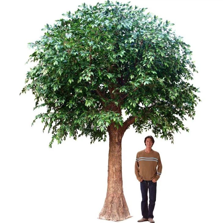 Silk Banyan daraxti
